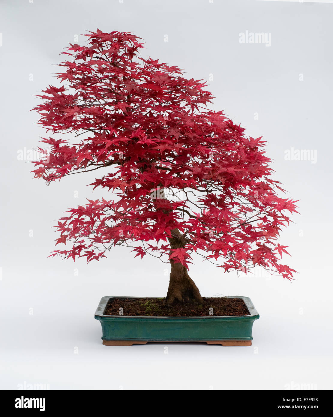Acer palmatum (Japanese Red Maple) Stock Photo