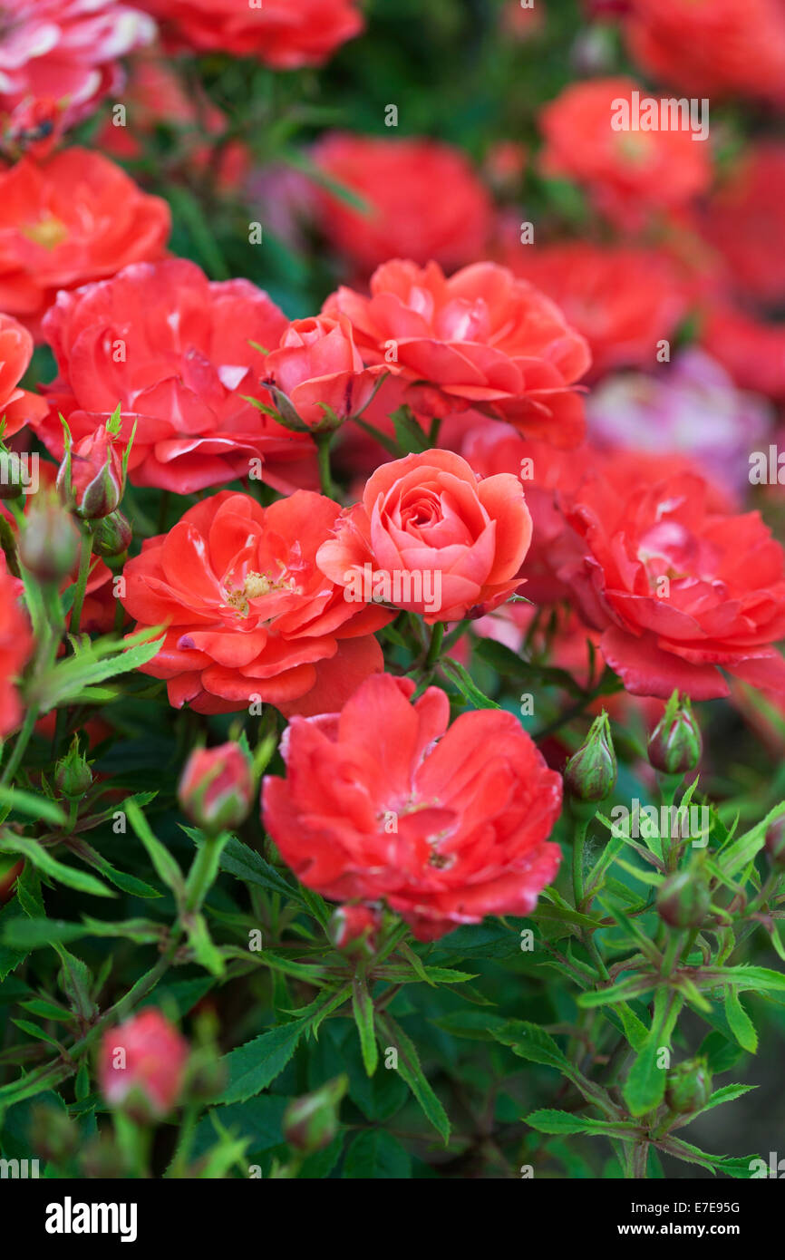 Rosa Hand in Hand ('Haraztec') Stock Photo