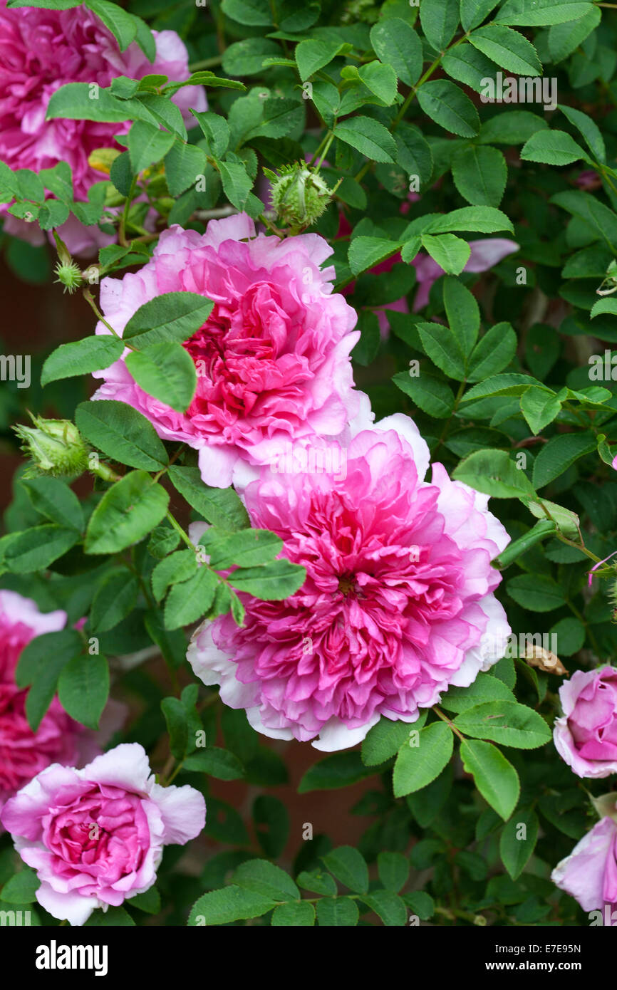 Rosa roxburghii f. roxburghii Stock Photo - Alamy