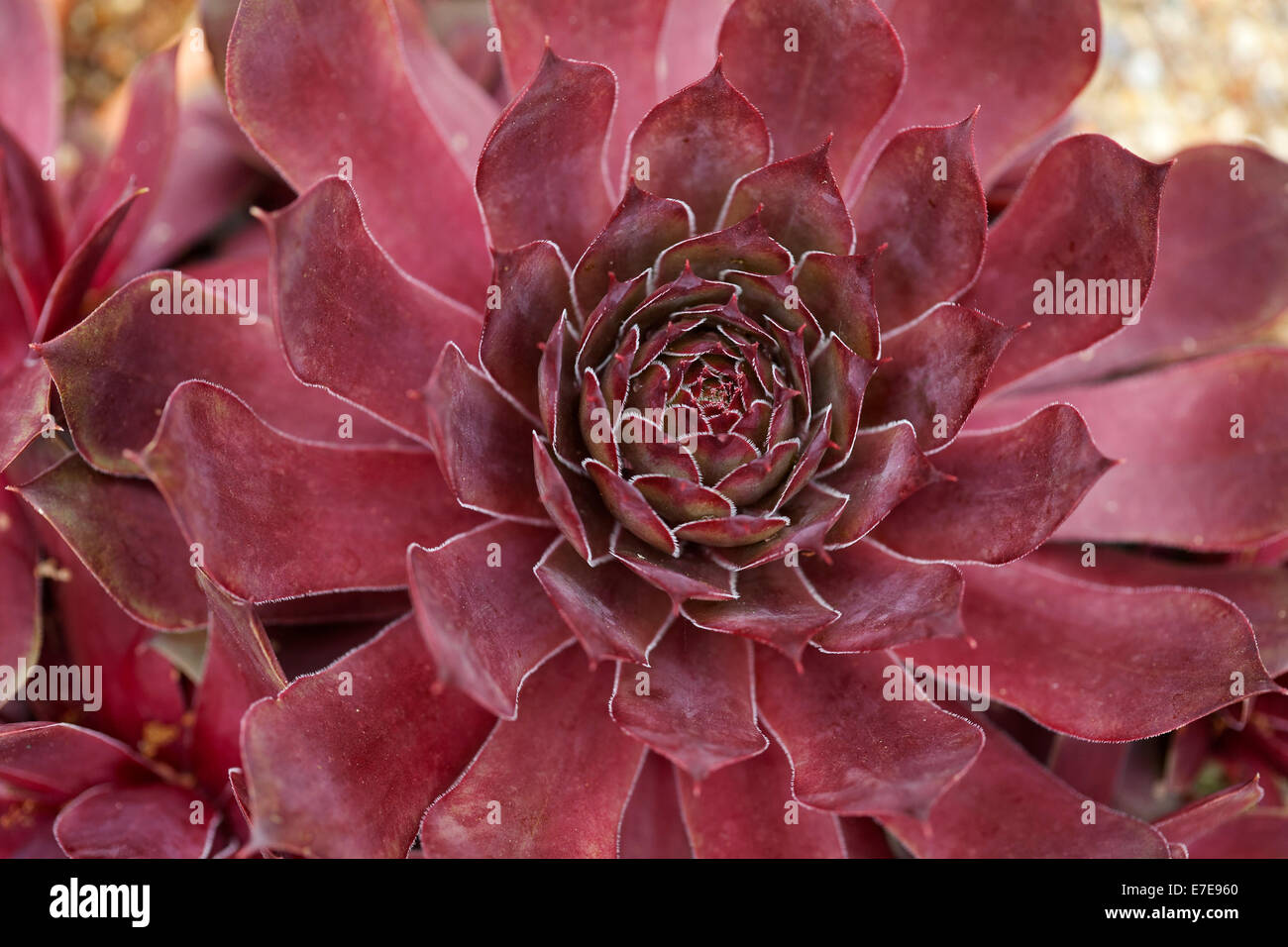 Sempervivum hi-res stock photography and images - Alamy