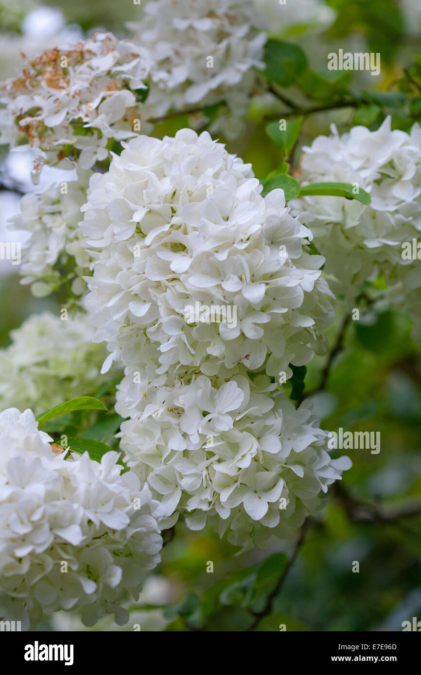 Viburnum macrocephalum Stock Photo Alamy