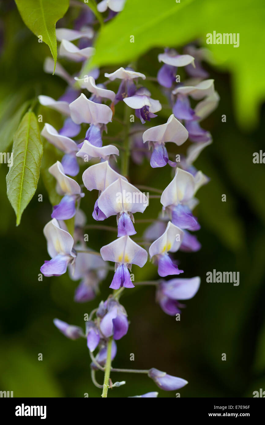 Wisteria floribunda domino hi-res stock photography and images - Alamy