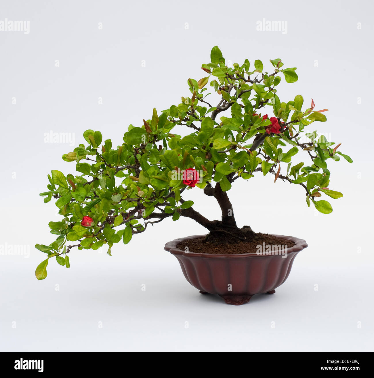 Bonsai Pseudocydonia sinensis (Chinese Quince) Stock Photo