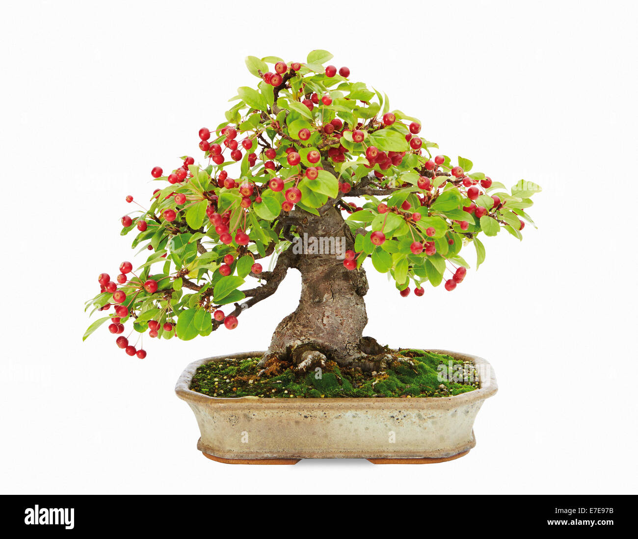 Bonsai malus hi-res stock photography and images - Alamy