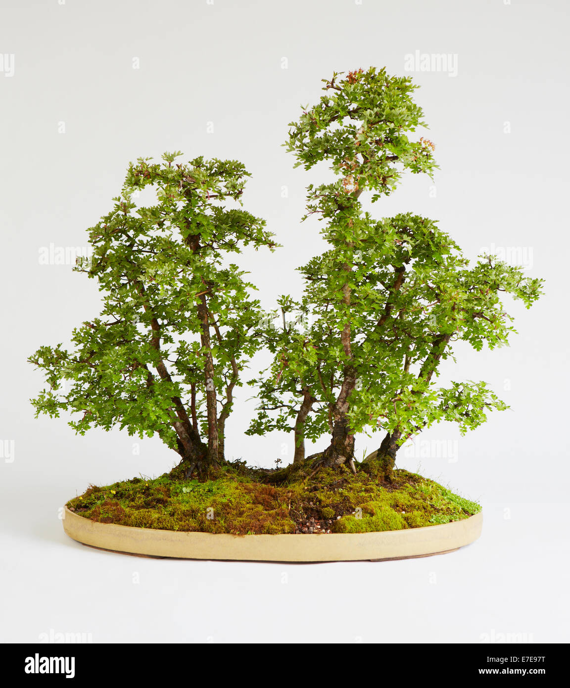 Bonsai Crataegus (Hawthorn Stock Photo - Alamy