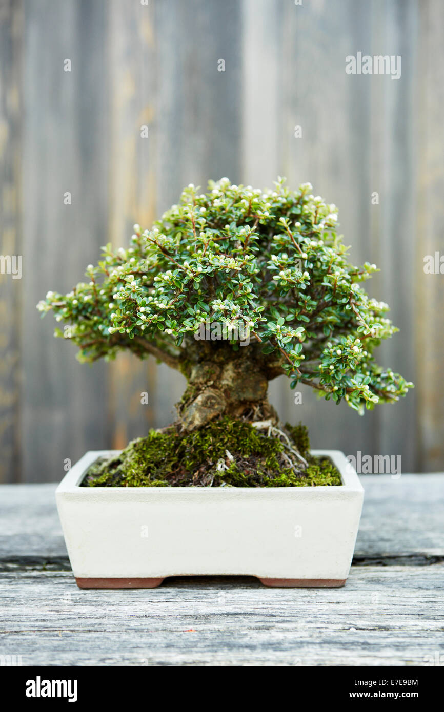 Bonsai Sabina Juniper (Juniperus Sabina Stock Photo Alamy