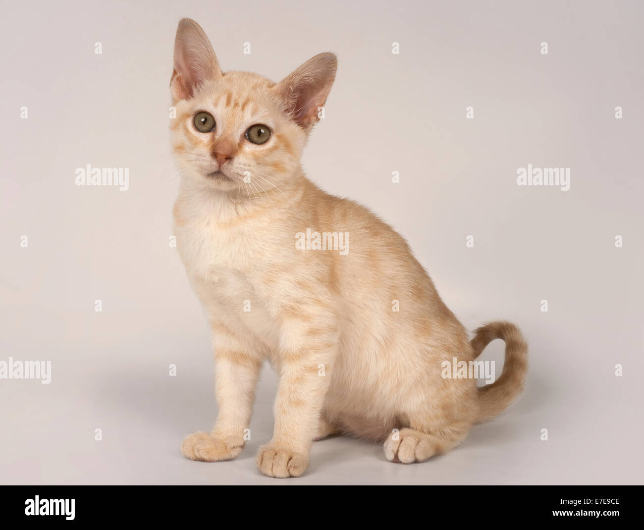 Australian Mist kitten Stock Photo - Alamy