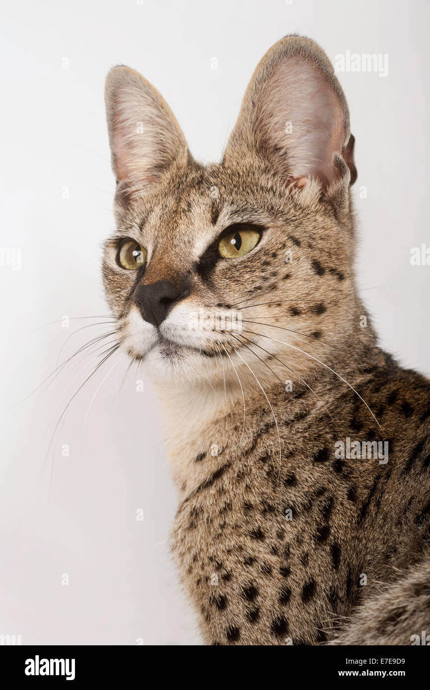 Savannah cat f1 hires stock photography and images Alamy