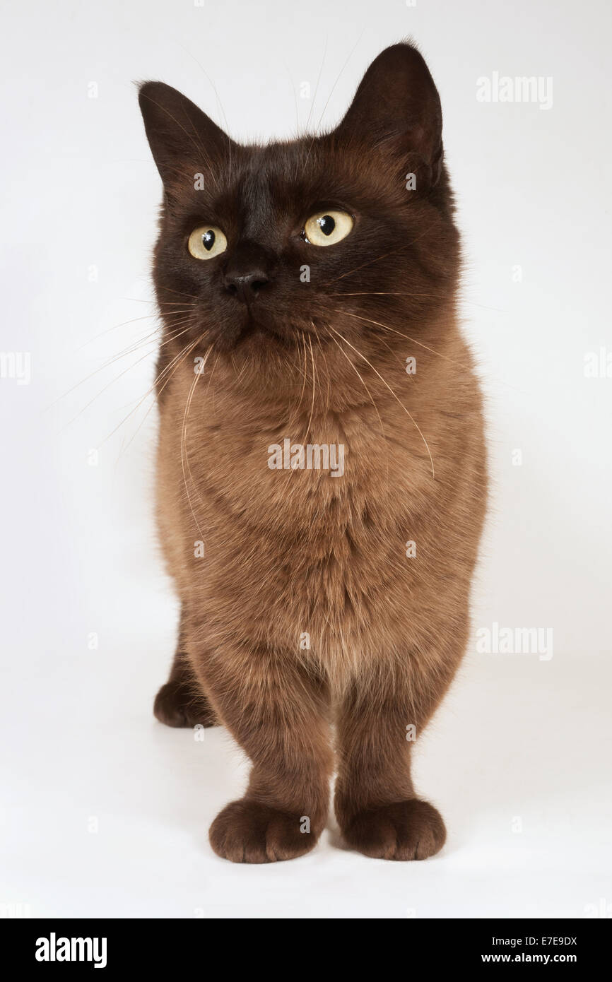 Munchkin Shorthair Cat Stock Photo