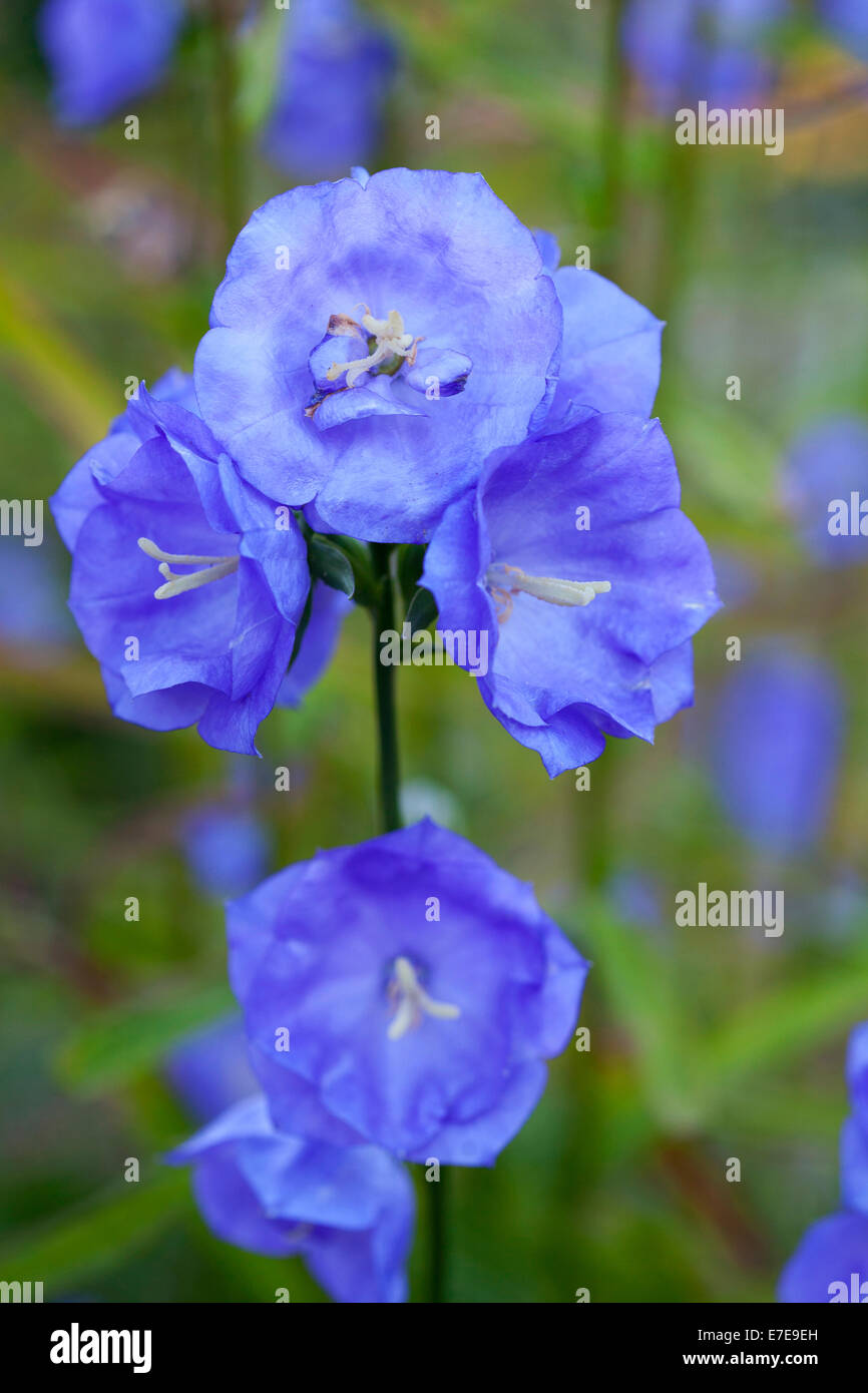 Campanula persicifolia 'Blue Bloomers' Stock Photo