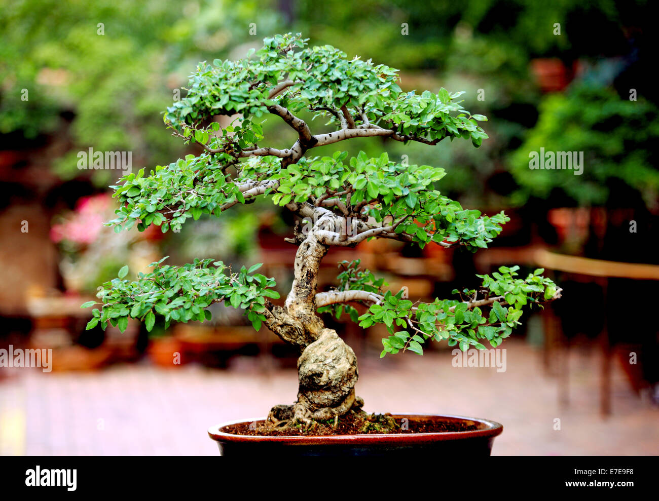 Bonsai Celtis (Hackberry Stock Photo Alamy