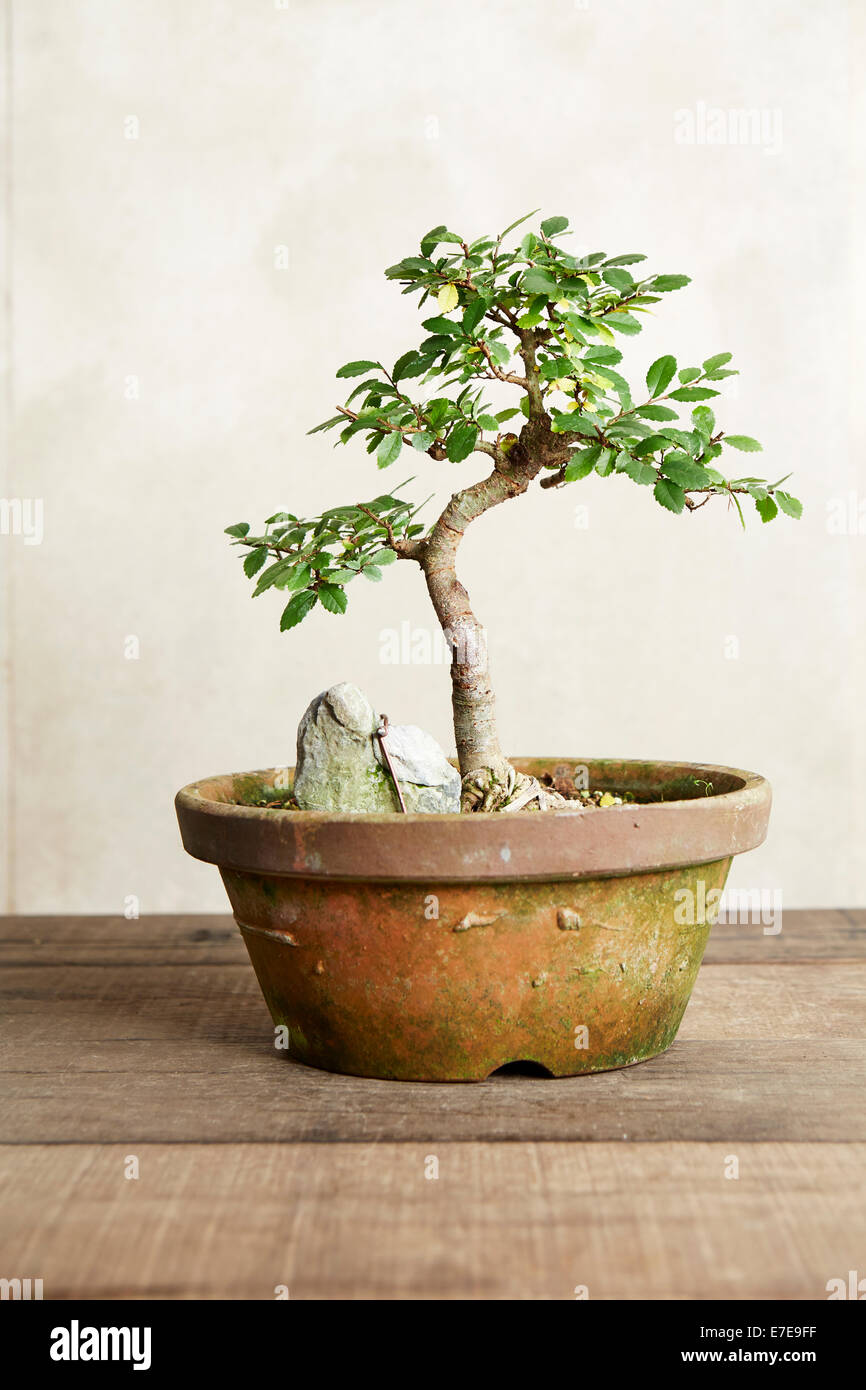 Bonsai Ulmus parvifolia (Chinese Elm), trained to grow 'root-over-rock' Stock Photo