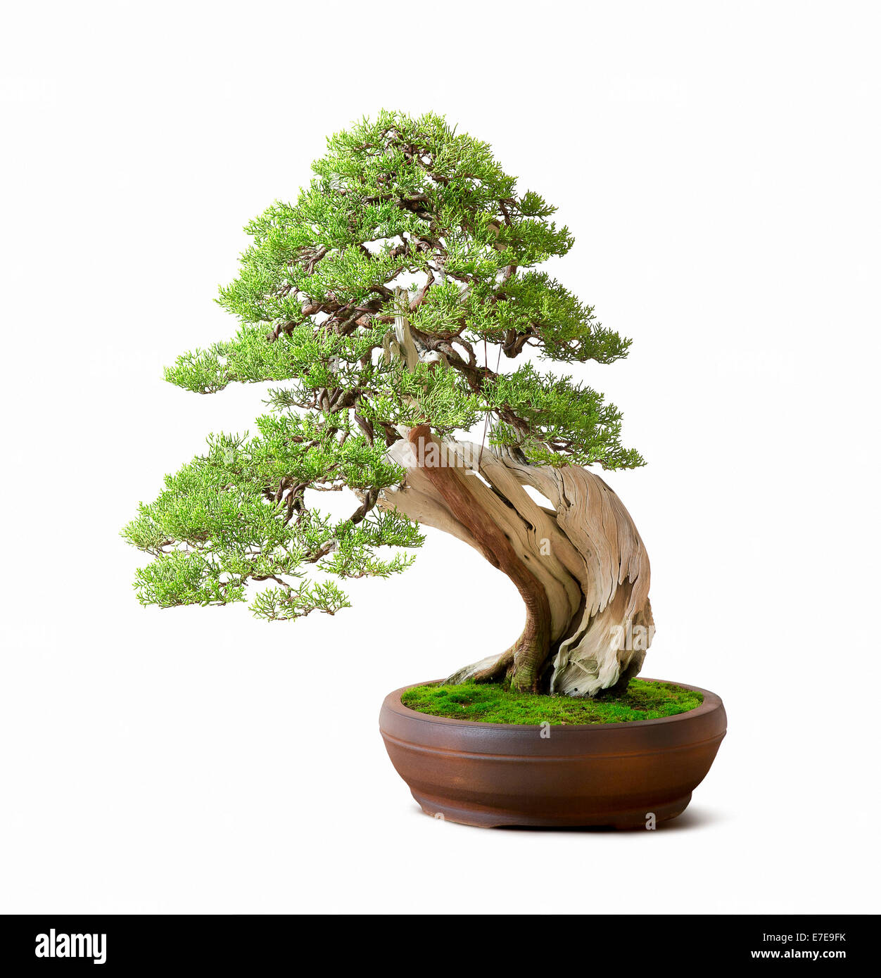 Bonsai Juniperus californica (California Juniper) Stock Photo