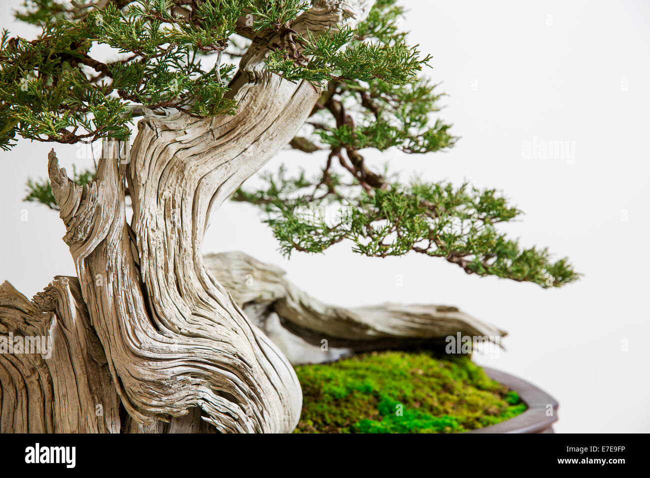 Bonsai Juniperus scopulorum (Rocky Mountain Juniper) Stock Photo