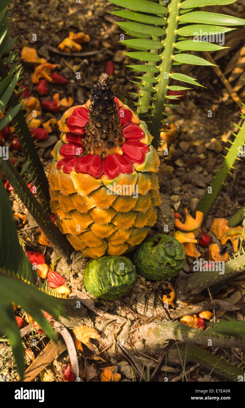 ENCEPHALARTOS CYCAD CONE WITH RED SEEDS IN NATAL SOUTH AFRICA Stock Photo