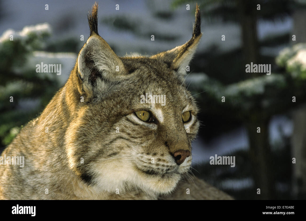 EUROPEAN LYNX IN WINTER Stock Photo - Alamy