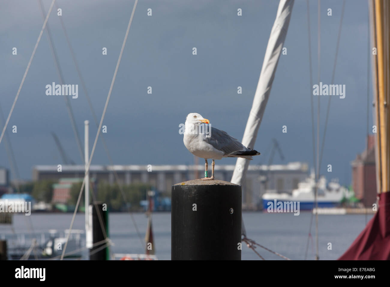 seagull on pole, view on flensburg, schleswig-holstein, germany Stock Photo