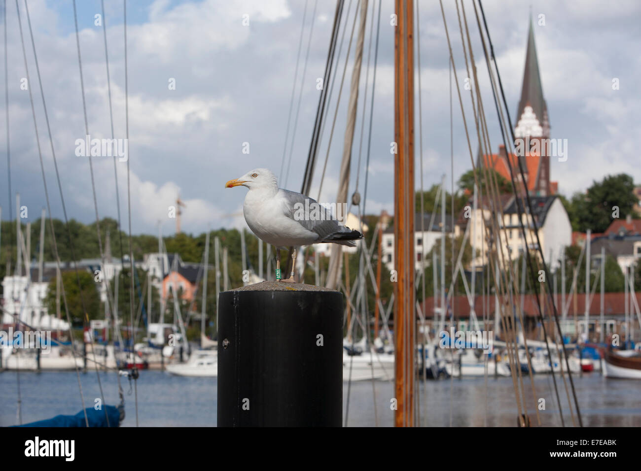 seagull on pole, view on flensburg-jürgensby with church st. jürgen, schleswig-holstein, germany Stock Photo