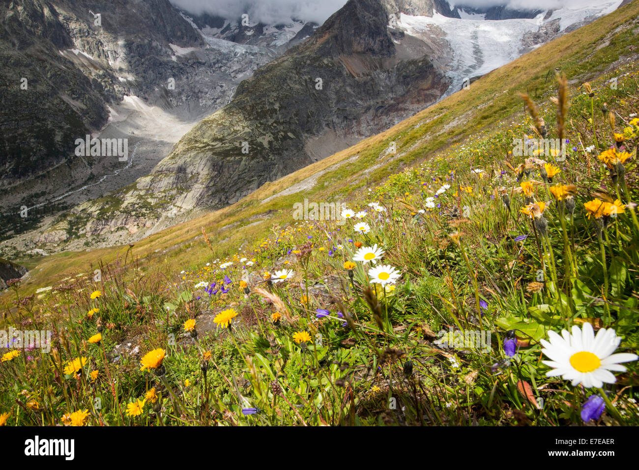 Alpine flowers infront of the rapidly receding Glacier de pre de Bar in the Mont Blanc range, Italy. Research has shown that as Stock Photo