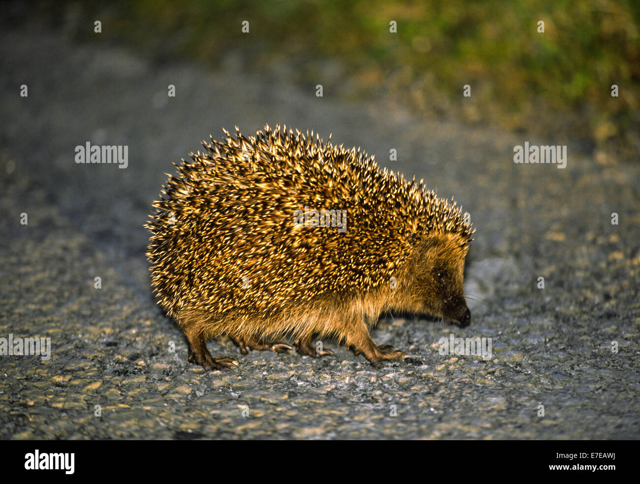 HEDGEHOG CROSSING A ROAD Stock Photo Alamy
