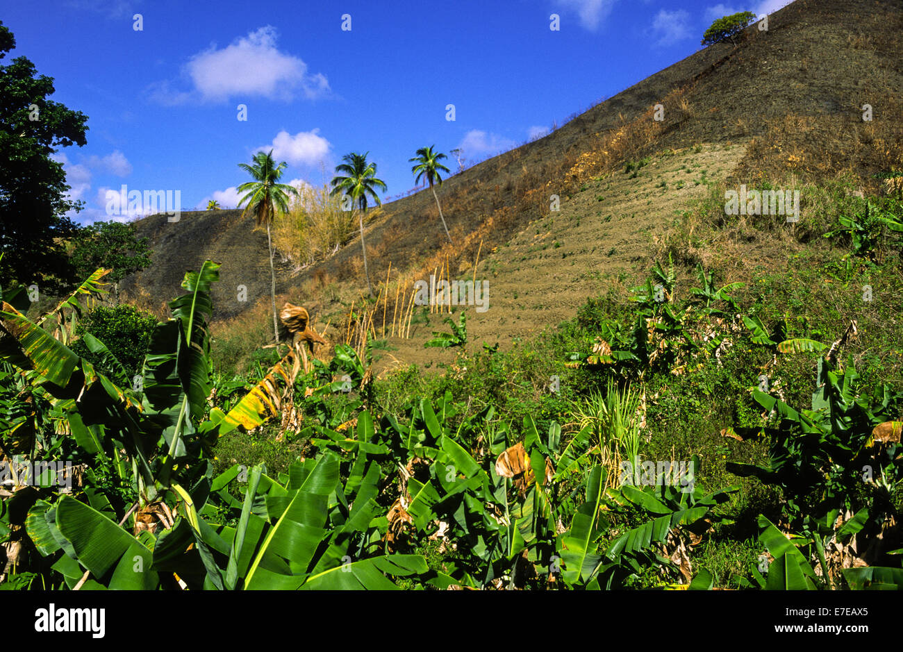 HILLSIDE CLEARED BY BURNING FOR AGRICULTURAL USE ESPECIALLY BANANA  TOBAGO WEST INDIES Stock Photo