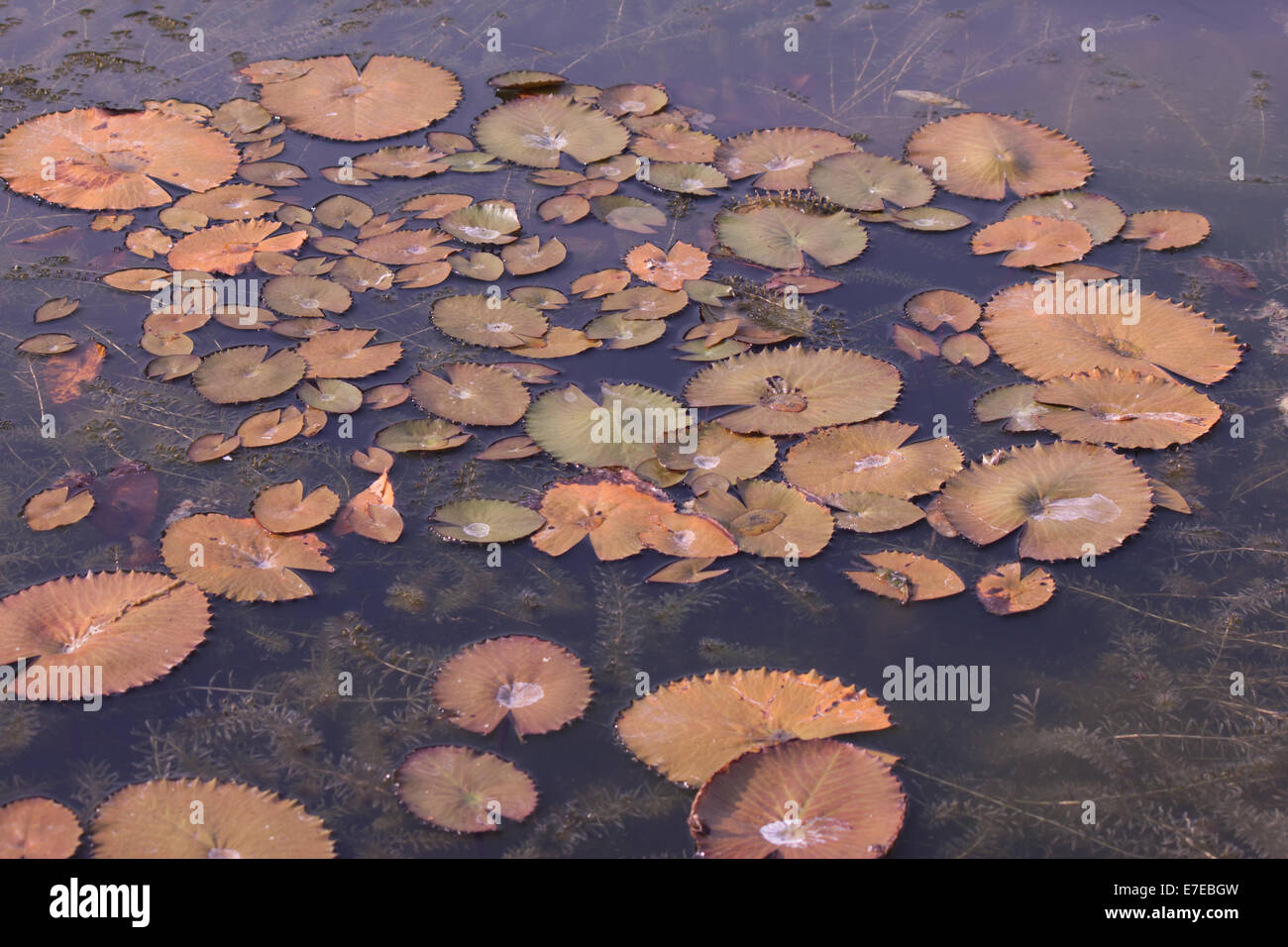 leaf of lotus in pond Stock Photo - Alamy