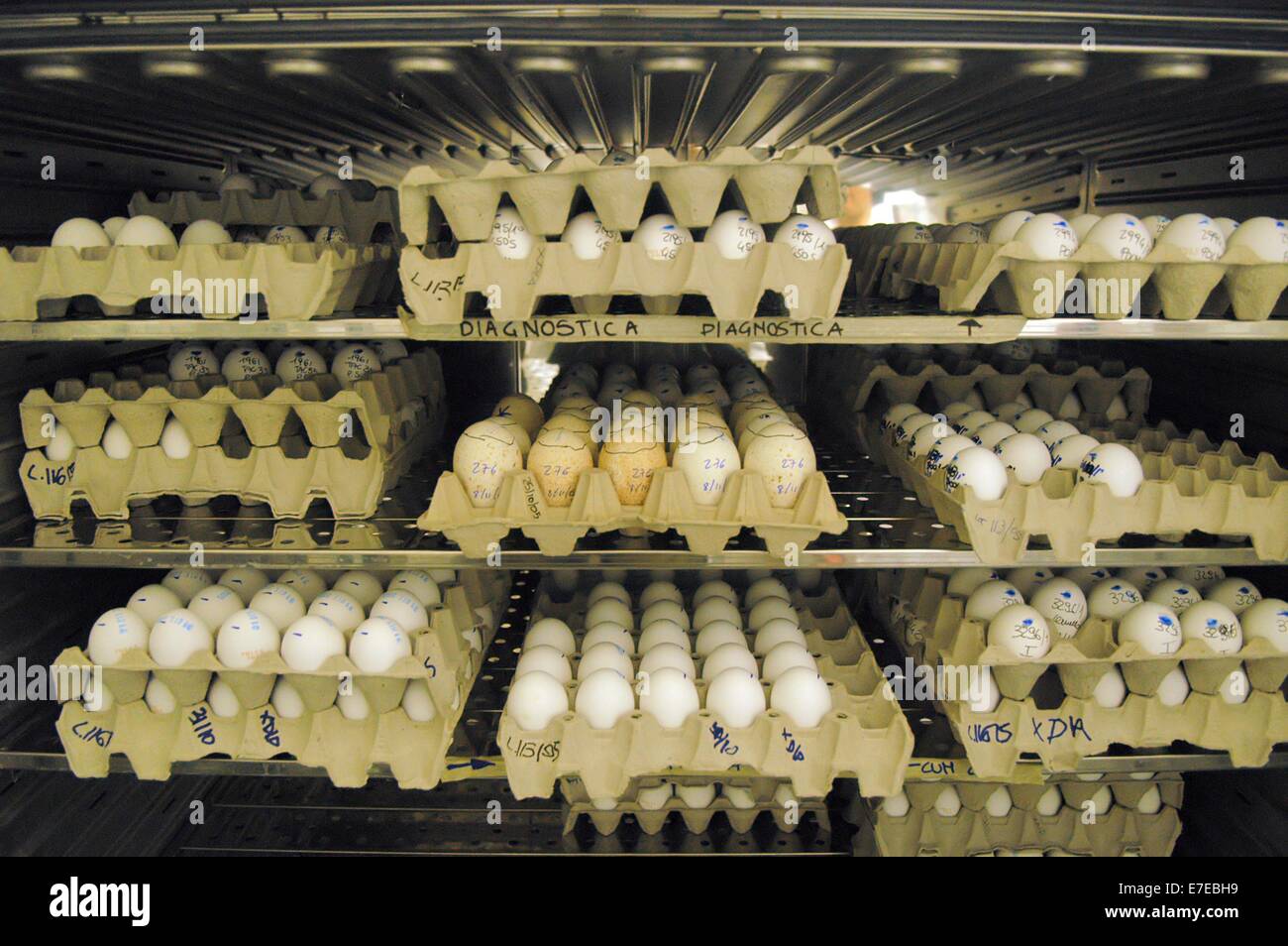Experimental Zooprophylactic Institute of Padova (Italy), egg analysis for possible contamination Stock Photo