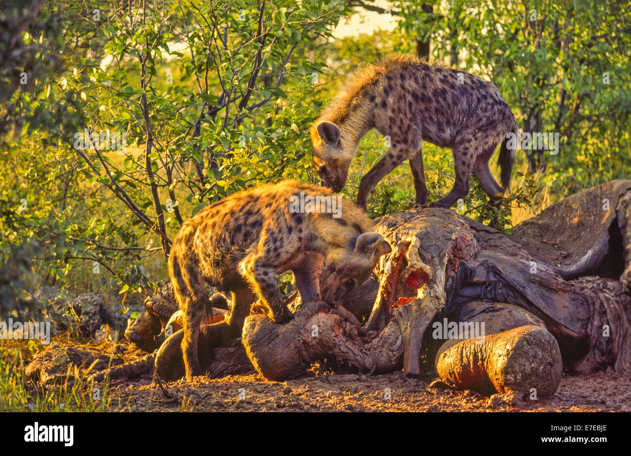 TWO SPOTTED  HYENAS FEEDING ON A DEAD ELEPHANT IN THE EARLY MORNING ETOSHA PARK NAMIBIA Stock Photo