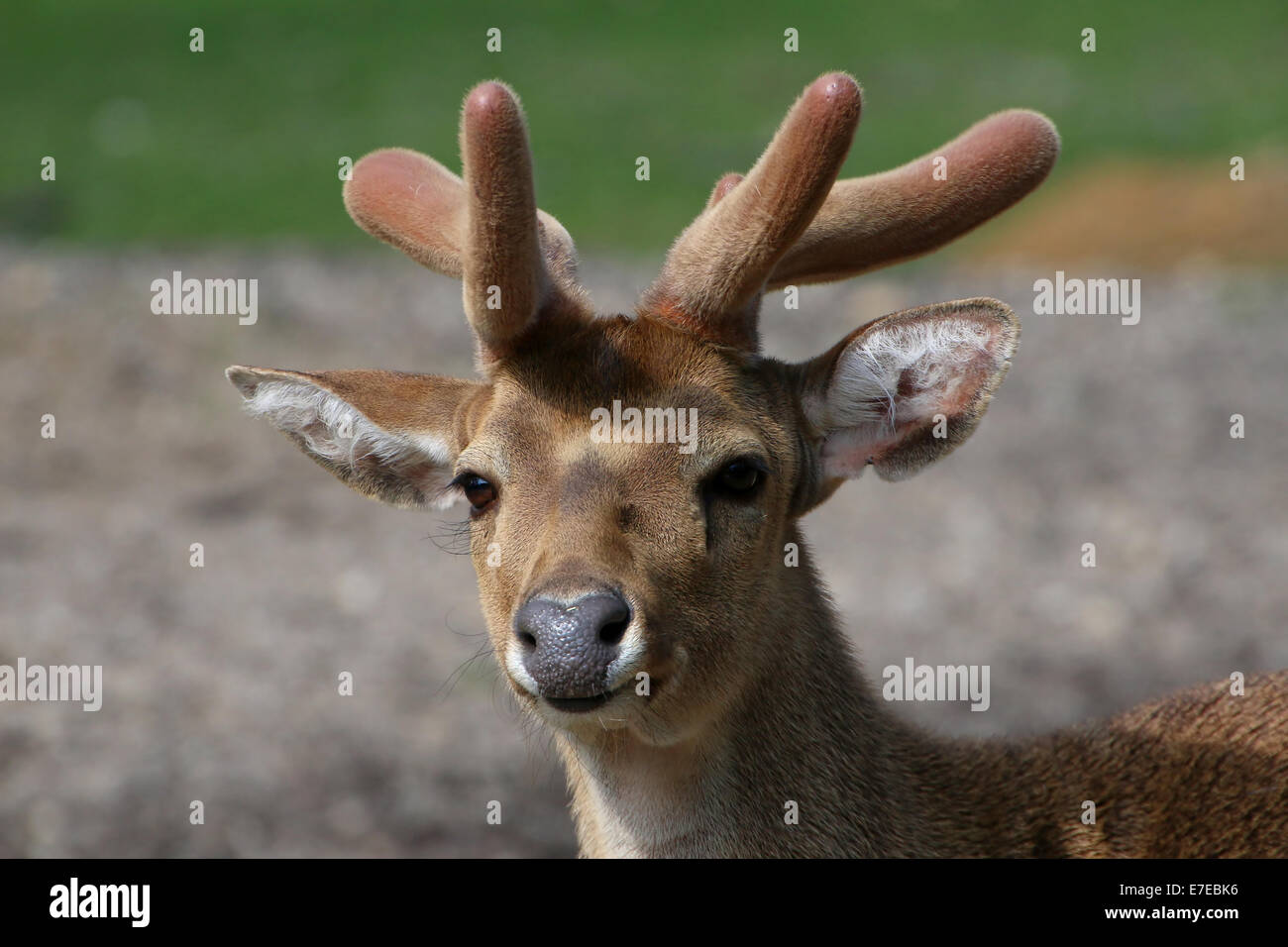 Close-up of the head and antlers of the South-East Asian Eld's deer ( Panolia eldii, (Ru)Cervus Eldii) a.k.a. brow-antlered deer Stock Photo