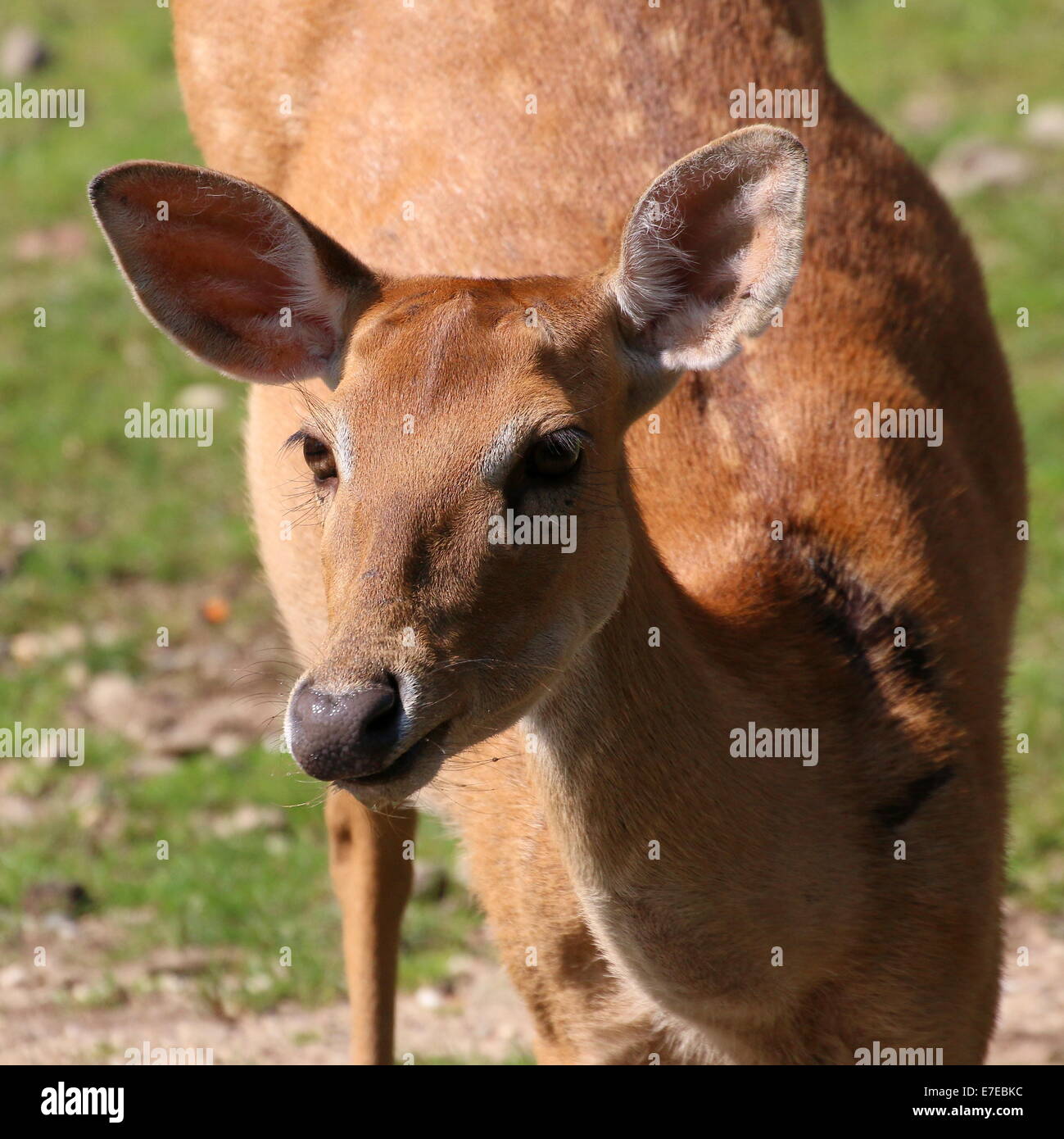 Endangered species of deer indigenous to southeast asia hi-res stock ...