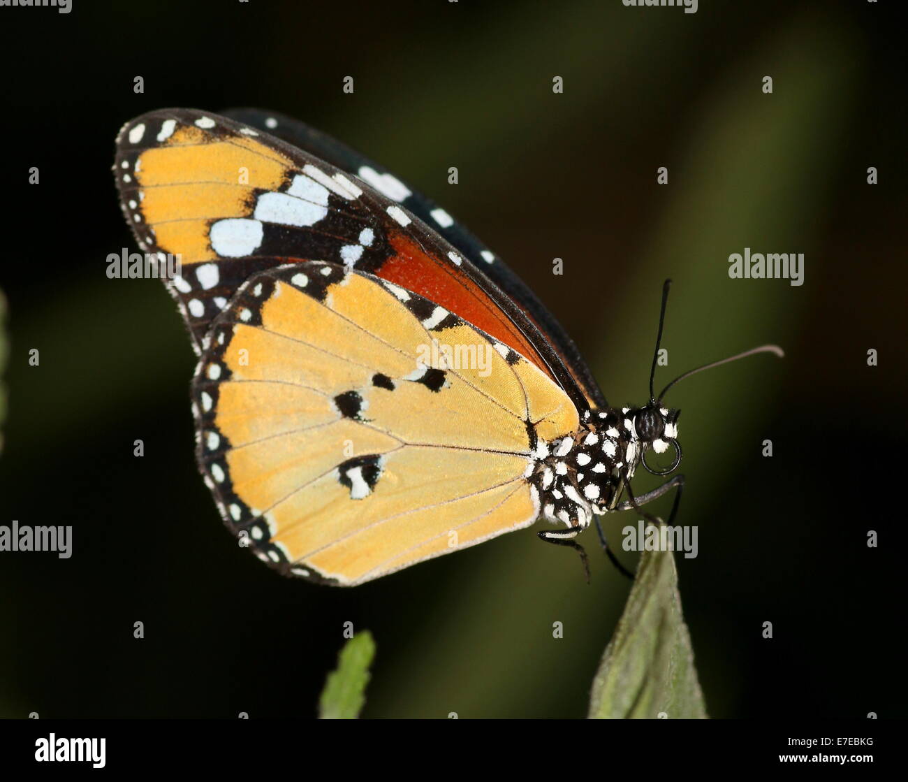 Plain Tiger or African Monarch butterfly (Danaus chrysippus) Stock Photo