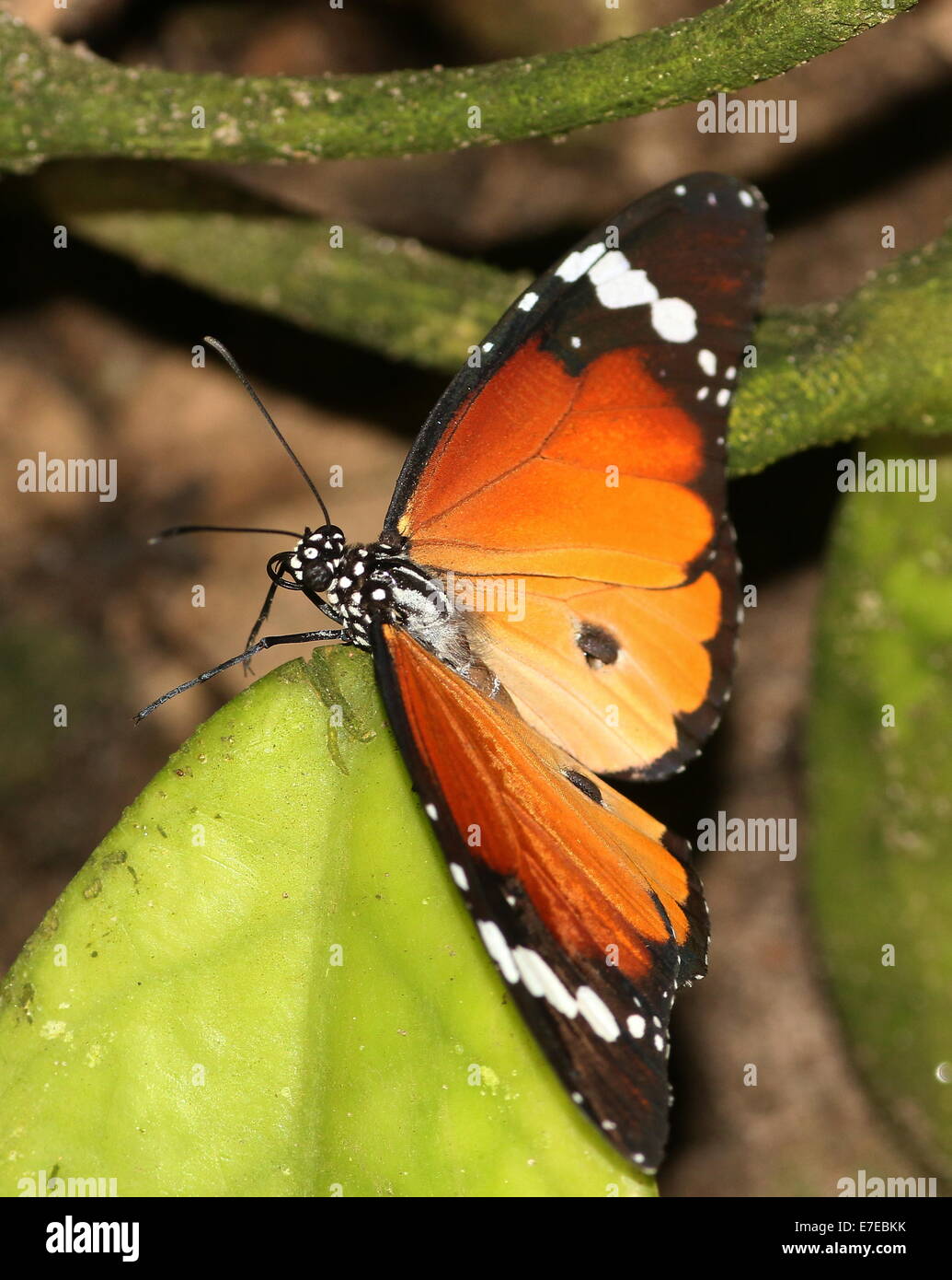 Plain Tiger or African Monarch butterfly (Danaus chrysippus) Stock Photo