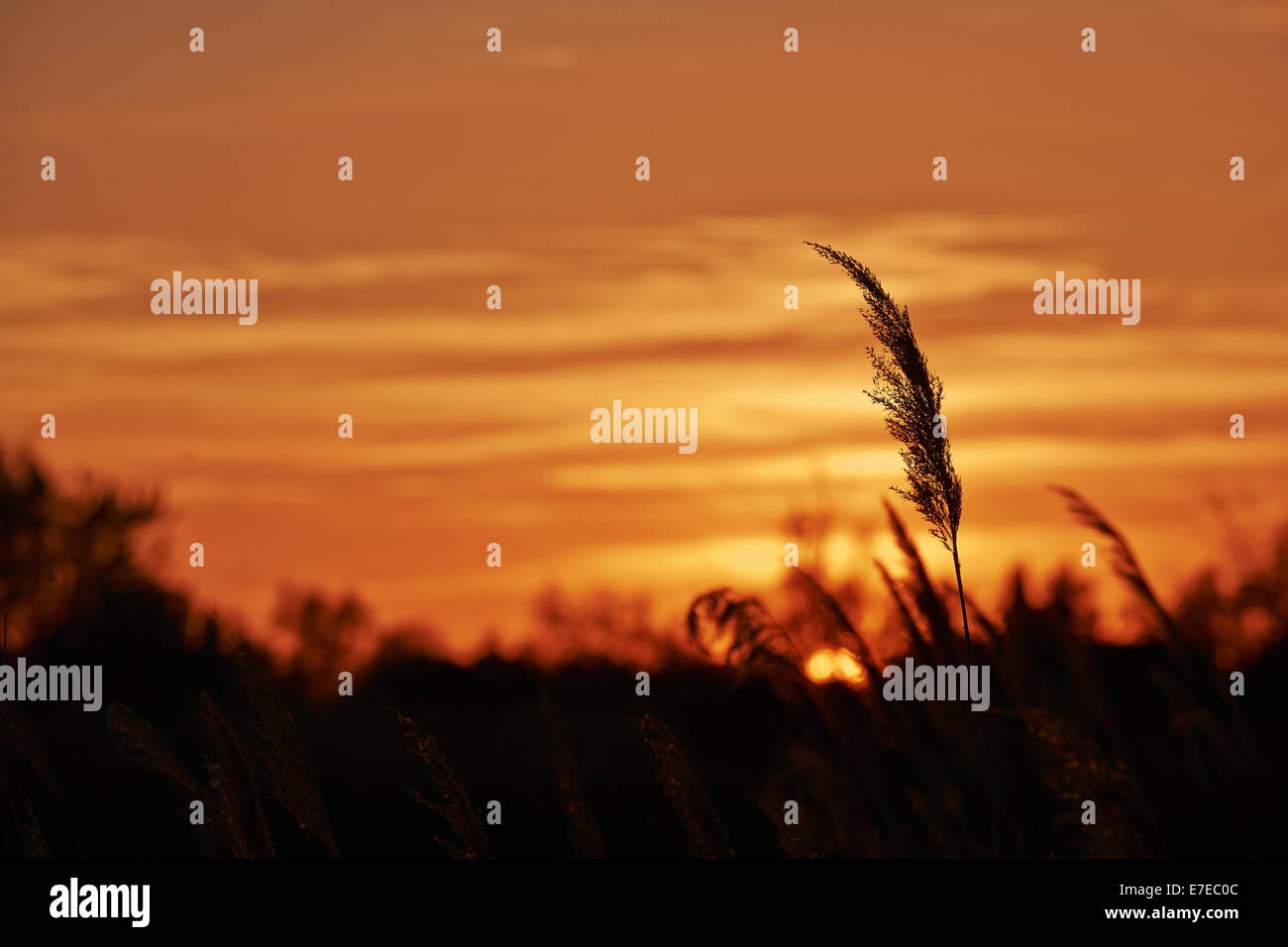 Ambience peaceful and solitary during a sunset in the Camargue. Stock Photo