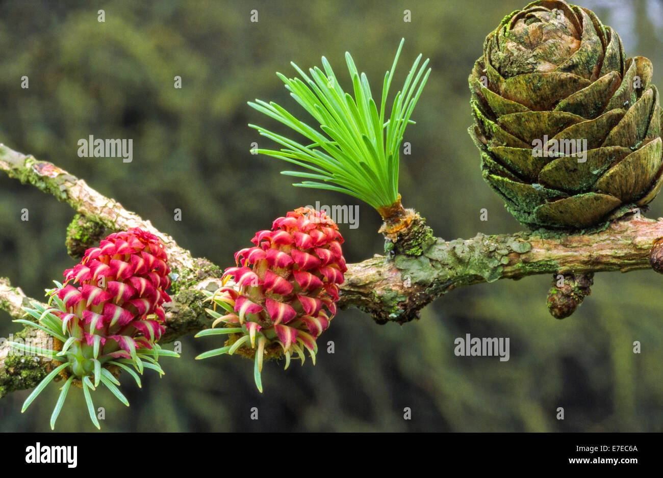 LARCH TREE [ LARIX ] FLOWERS NEEDLES AND CONE IN SPRING Stock Photo