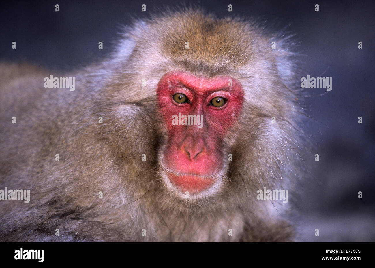 LARGE JAPANESE MACAQUE (Macaca fuscata)  AT HOT SPRING POOL  A PORTRAIT Stock Photo