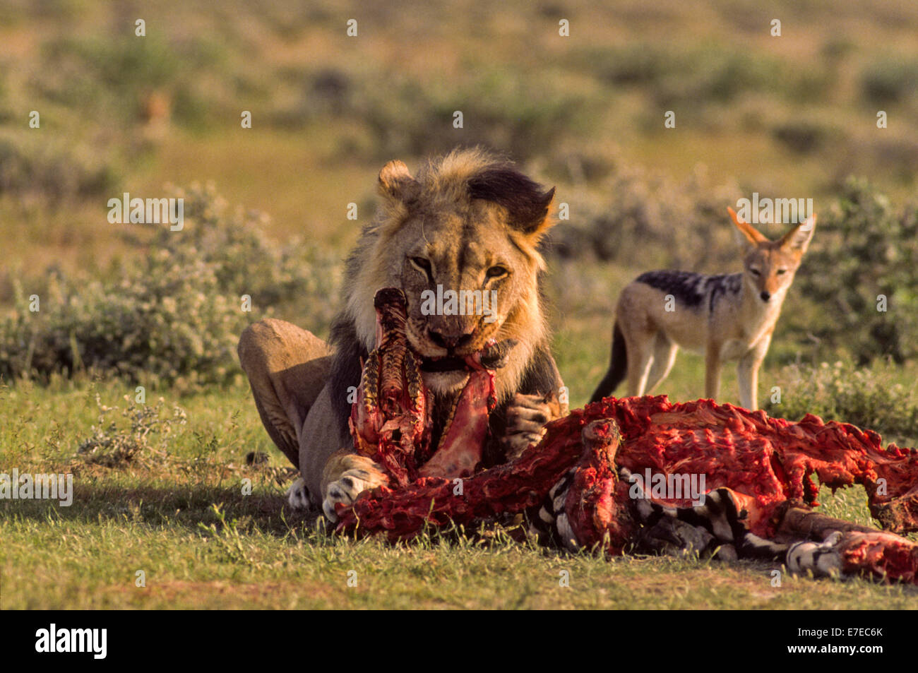 LION WITH ZEBRA KILL ETOSHA PARK  NAMIBIA A JACKAL LOOKS ON Stock Photo