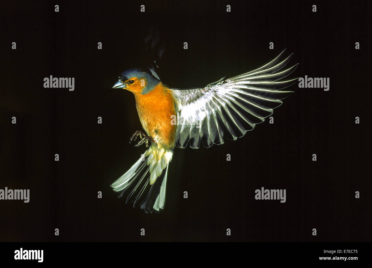 MALE CHAFFINCH IN FLIGHT FILMED WITH VERY HIGH SPEED FLASH Stock Photo