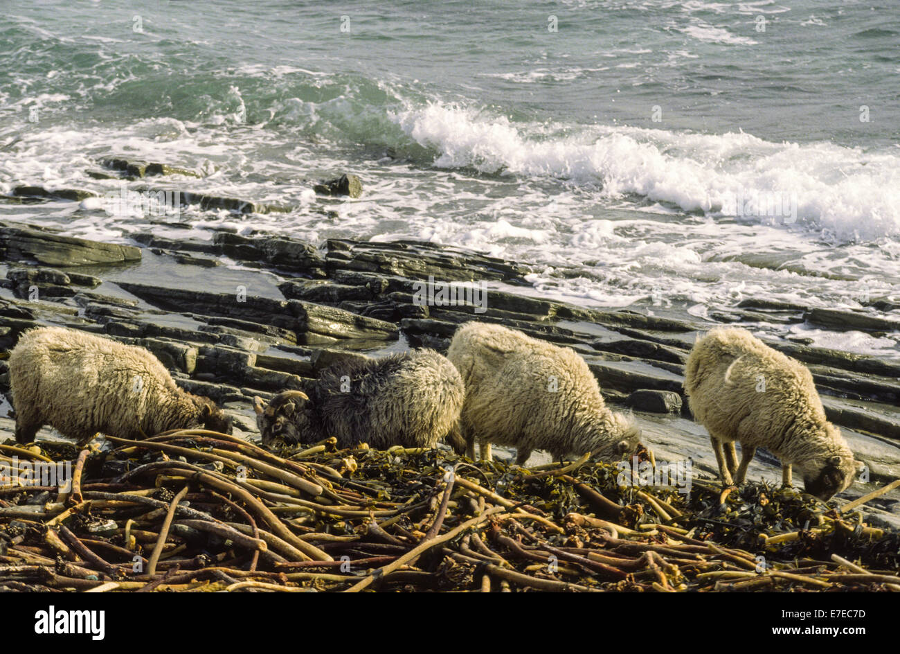 NORTH RONALDSAY ORKNEY SHEEP FEEDING ON KELP OR SEAWEED ON THE SEASHORE Stock Photo