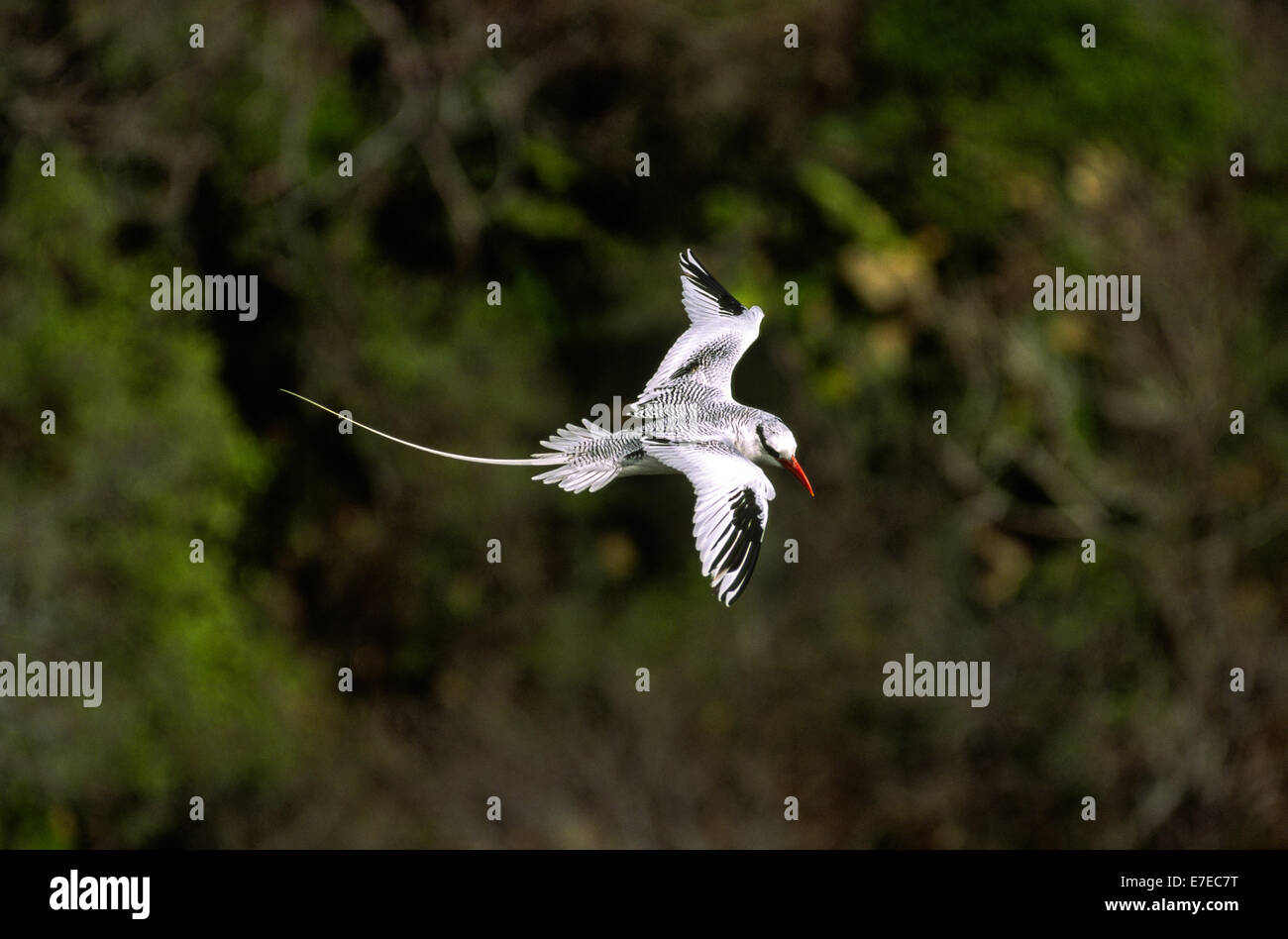 RED BILLED TROPIC BIRD  (Phaethon aethereus) FLYING OVER A FOREST IN TOBAGO WEST INDIES Stock Photo
