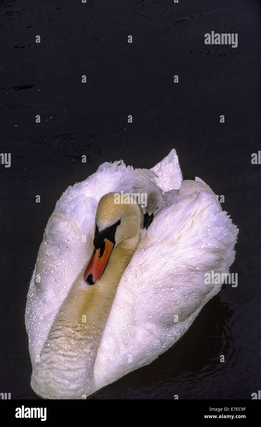 SWAN SWIMMING IN THE RAIN AND COVERED WITH WATER DROPLETS AND SINGLE YOUNG CYGNET ON ITS BACK Stock Photo