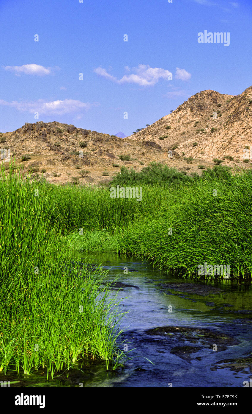 THERMAL RIVER WITH HOT WATER RUNNING THROUGH REED BEDS IN AL LITH  SAUDI ARABIA Stock Photo