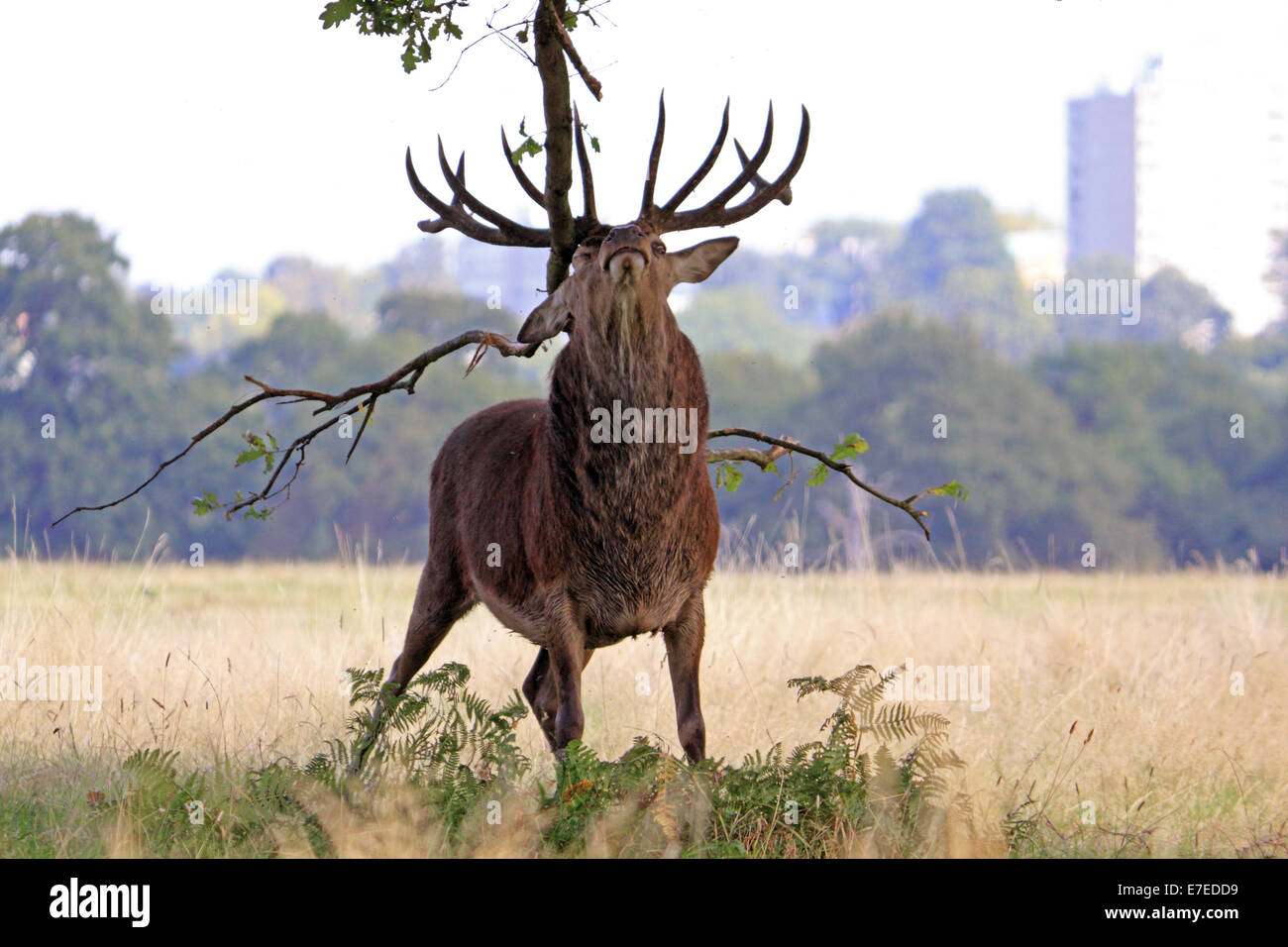 Richmond Park, SW London, England, UK. 15th September 2014. UK Weather: That feels good! A magnificent red deer stag rubs his antlers against the branch of a tree. Credit:  Julia Gavin UK/Alamy Live News Stock Photo
