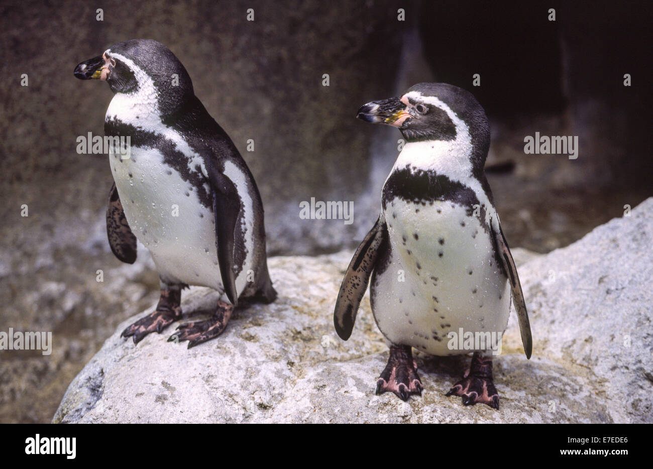 TWO JACKASS PENGUINS ON A ROCK SOUTH AFRICA Stock Photo