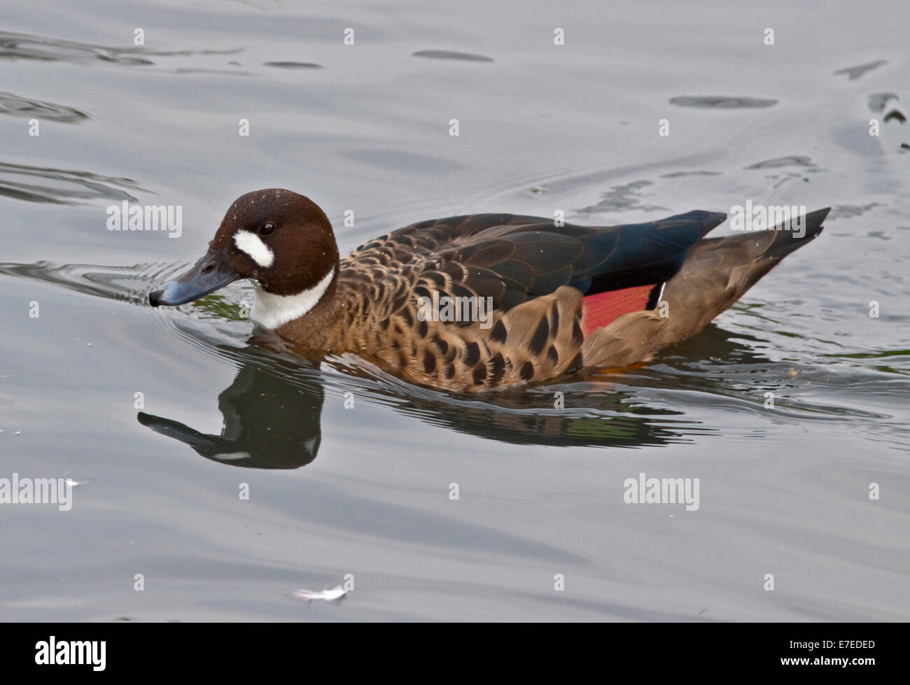 Bronze winged duck speculanas specularis hires stock photography and