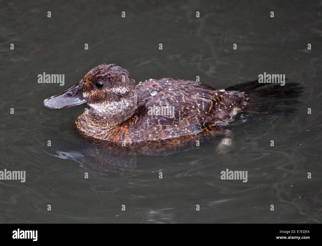 Argentine ruddy duck hires stock photography and images Alamy