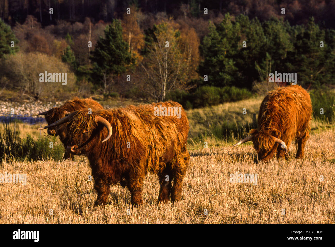YOUNG HIGHLAND CATTLE GRAZING IN A STUBBLE FIELD ABERDEENSHIRE SCOTLAND