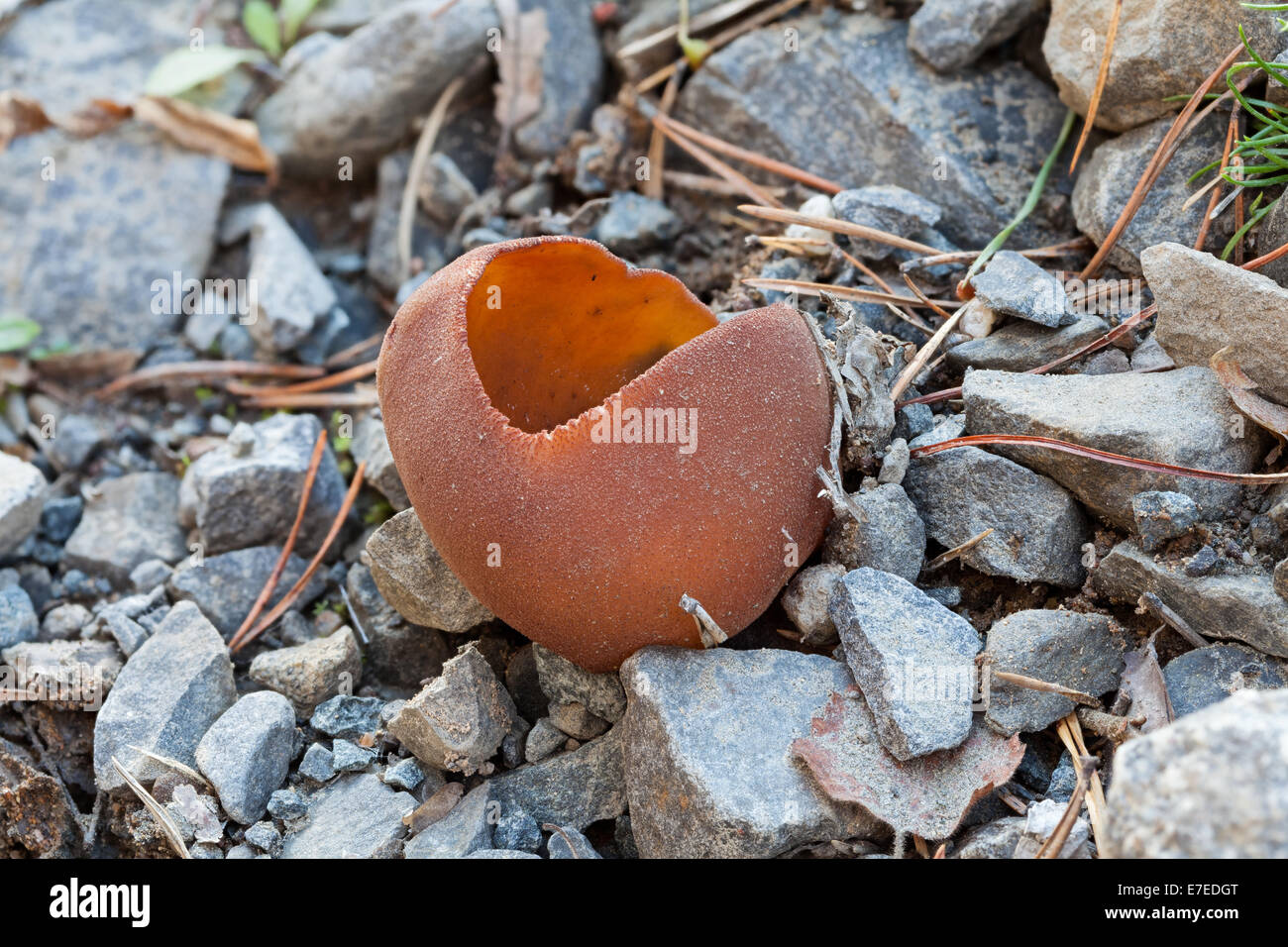 Peziza badia mushroom Stock Photo