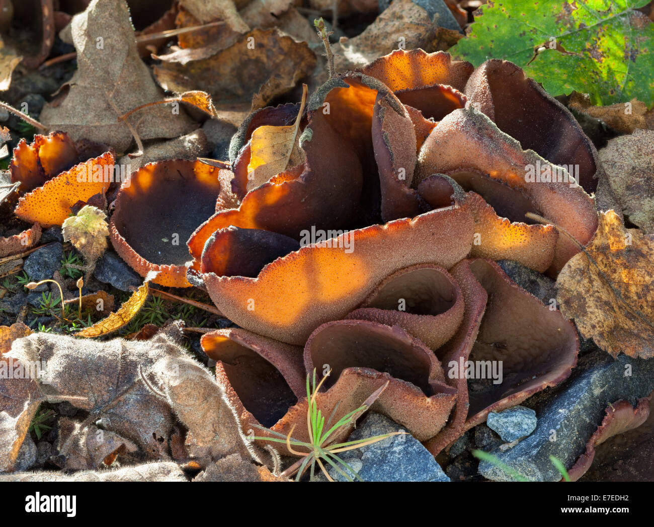 Peziza badia mushroom Stock Photo