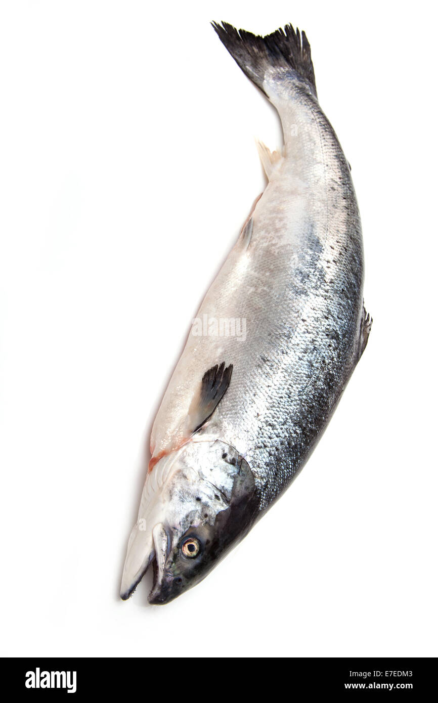 Scottish Atlantic Salmon (Salmo solar) whole fish, isolated on a white studio background. Stock Photo