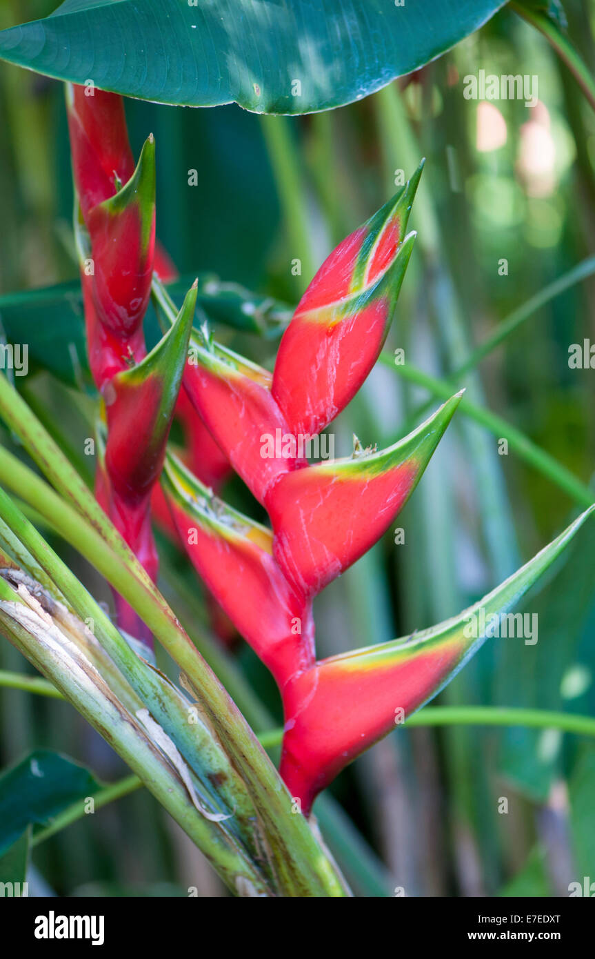 Rainforest flowers hires stock photography and images Alamy